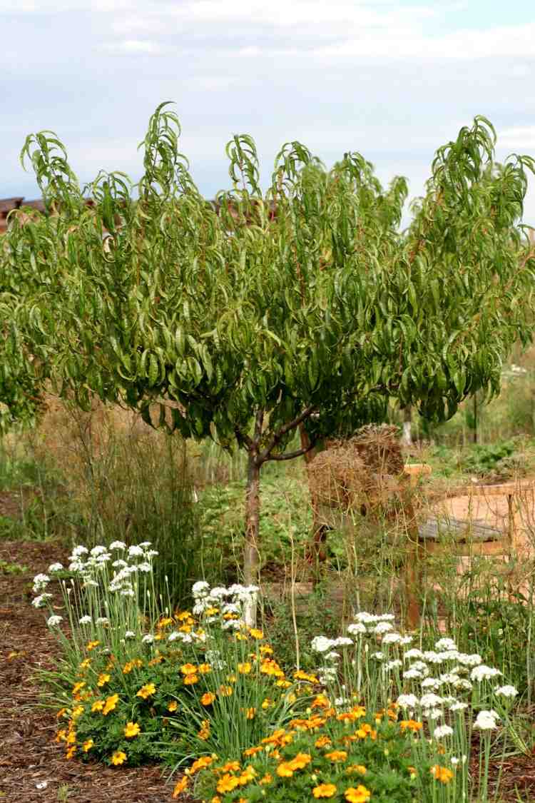 rastliny-pod-ovocné stromy-sady-druhy-rastlín-marhuľa-nechtík