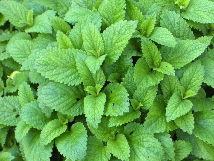 rastliny-pod-ovocné stromy-sady-bylinky-záhradnícky-pestovateľský-balzam-marhuľový