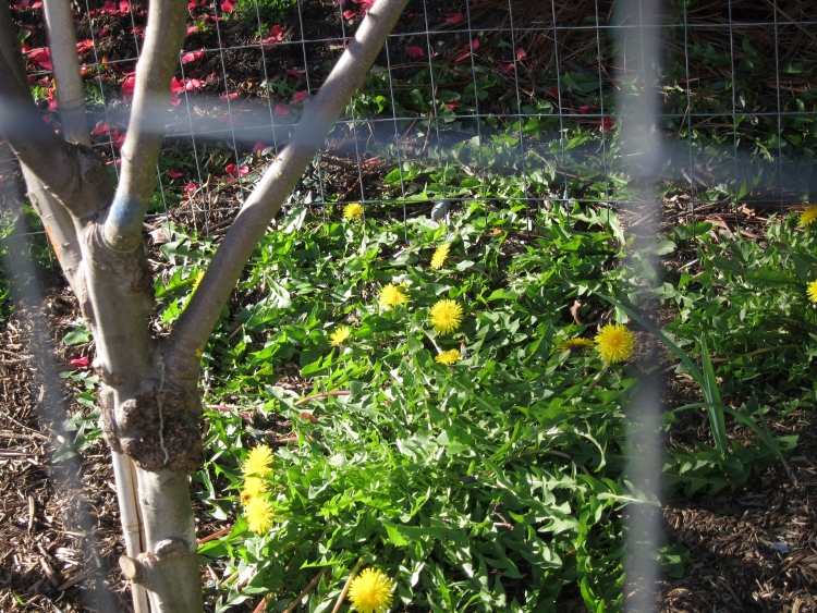 rastliny-pod-ovocné stromy-sady-žlté-buriny-záhradnícke-púpavové-hruškové