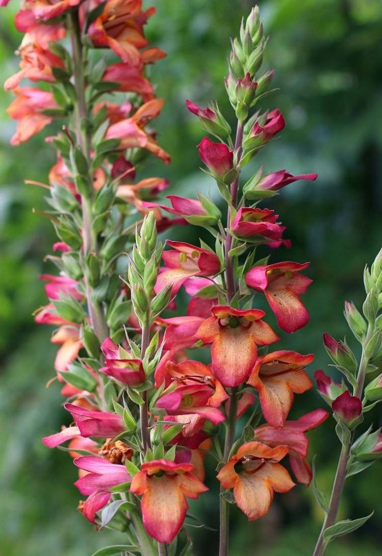 rastliny-pod-ovocnými stromami-sadmi-pod výsadbou-druhy-kvet-červená-náprstník-čerešňa