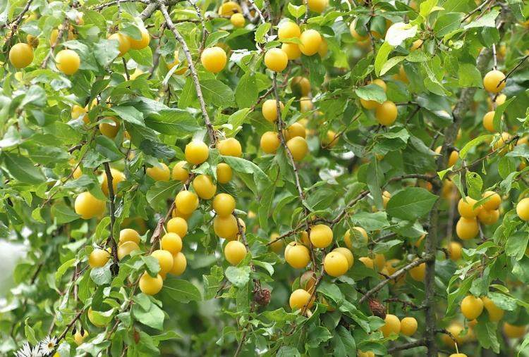 rastliny-pod-ovocnými stromami-sadom-stromom-ovocím-žltou-mirabelkou