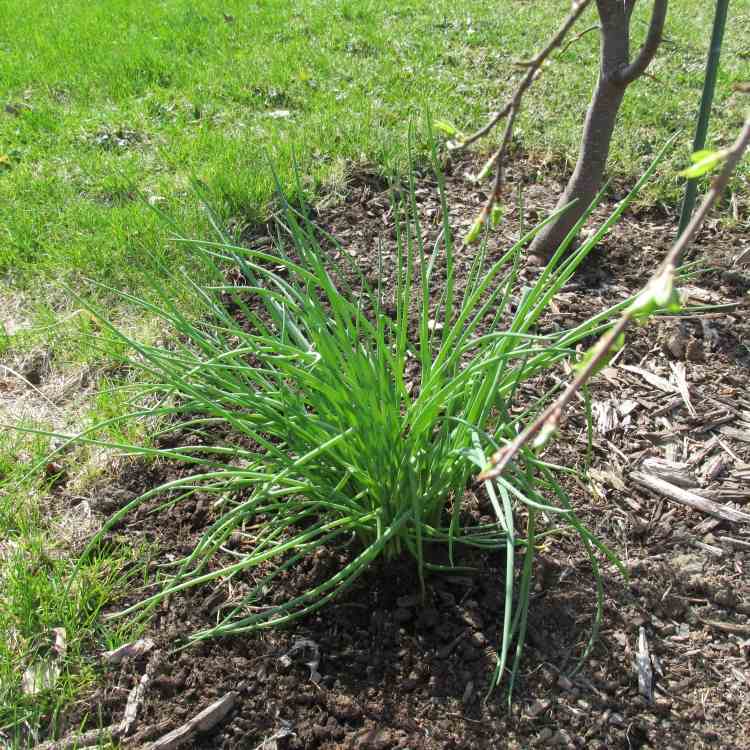 rastliny-pod-ovocnými stromami-sadmi-pod výsadbou-zmiešané-kultúry-cibule-mirabelky