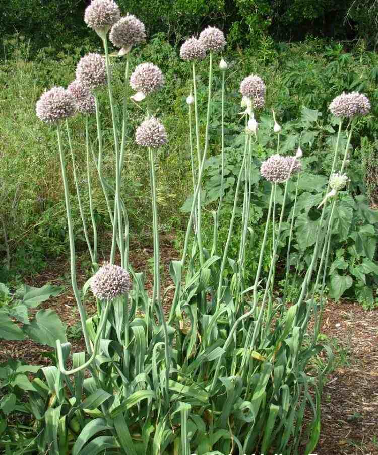 rastliny-pod-ovocné stromy-sady-druhy-podsadby-záhradníctvo-cesnak-mirabelka