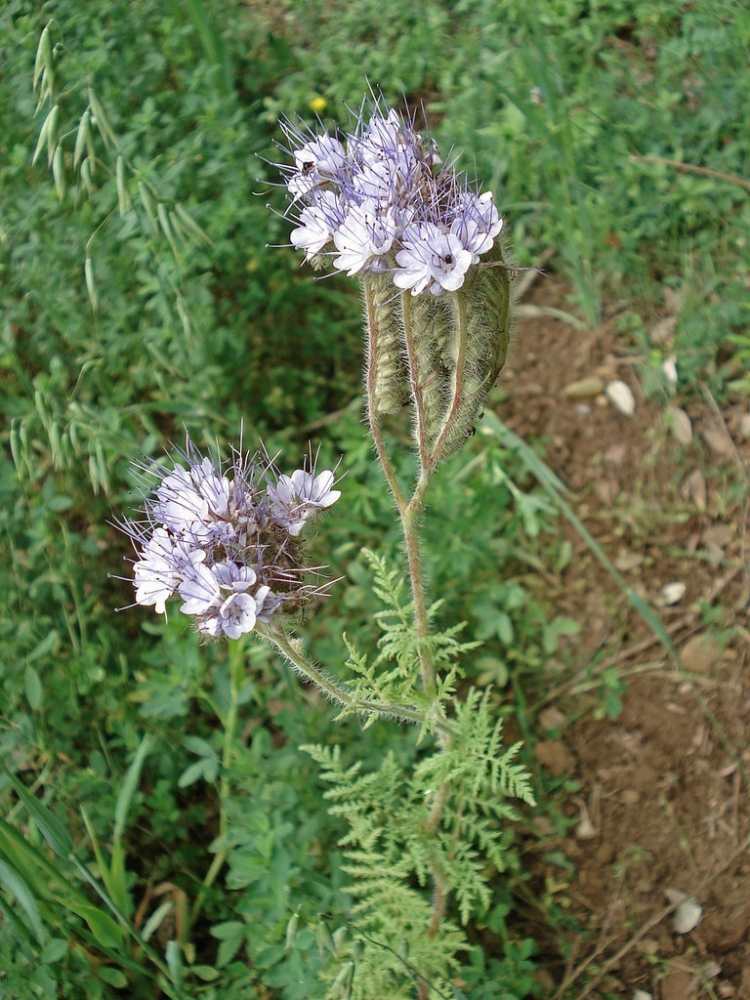 rastliny-pod-ovocné stromy-pod-výsadbu-typy-sady-Phacelia-slivka