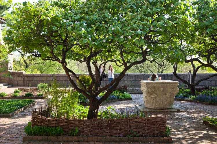 rastliny-pod-ovocné stromy-sady-terénne úpravy-pod-výsadbu-zmiešanú-kultúru-dule