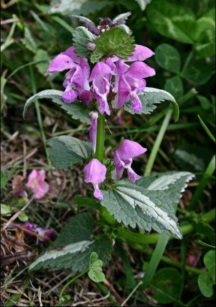 rastliny-pod-ovocné stromy-sady-podsadby-druhy-záhradníctvo-mŕtva-žihľava-dule