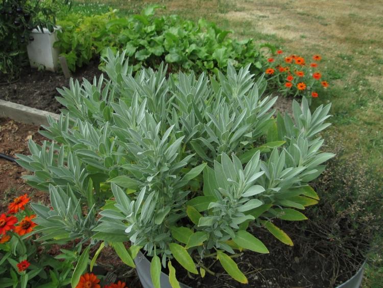 rastliny-pod-ovocnými stromami-sadmi-bylinkami-koreninami-nekompatibilné-šalvia