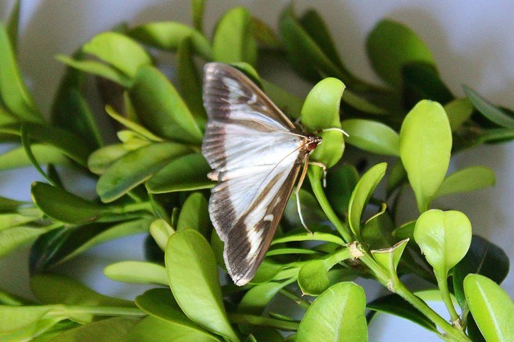 Boxwood Disease Boxwood Moth Moth