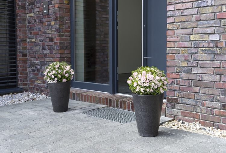 Alternatíva k buxusu v kvetináči, vždyzelené kvitnutie