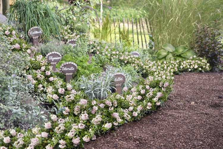 Alternatívy k drevinám pre bylinkovú záhradu