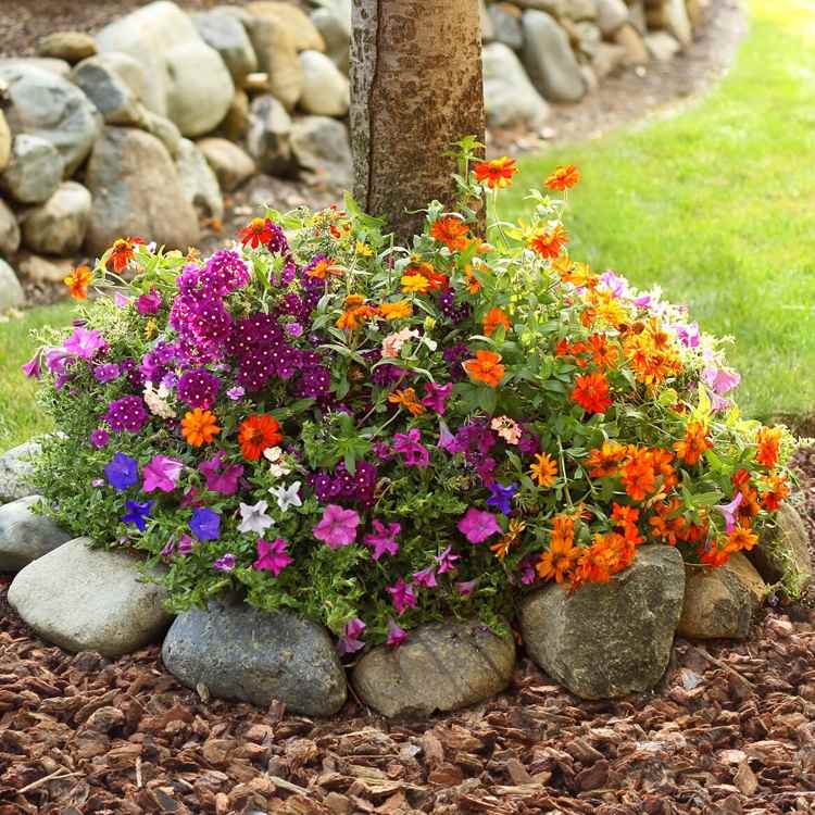 Výsadba kvetov okolo stromov Tipy na vhodné kombinácie výsadby