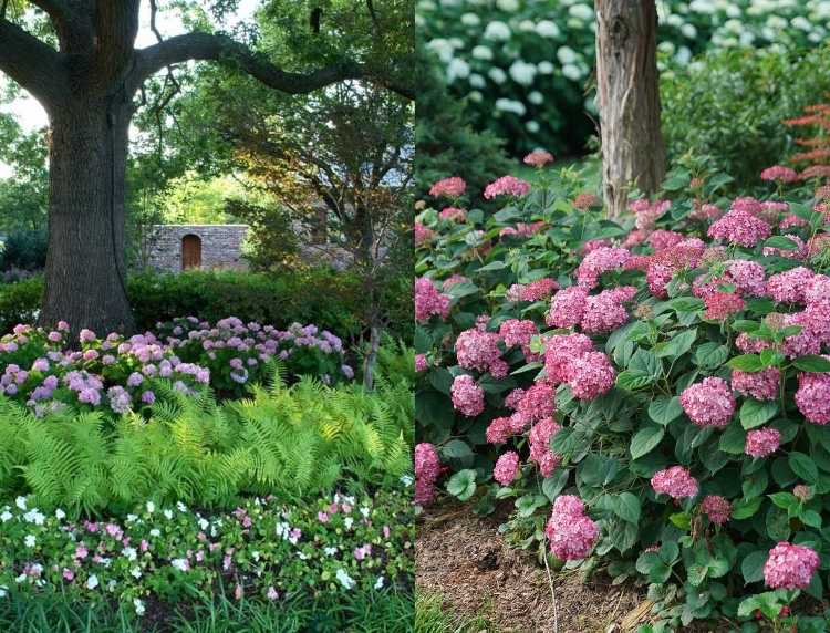 Hortenzie pod myšlienkou výsadby stromov