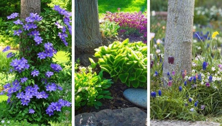 Rastliny okolo stromu popínavé rastliny