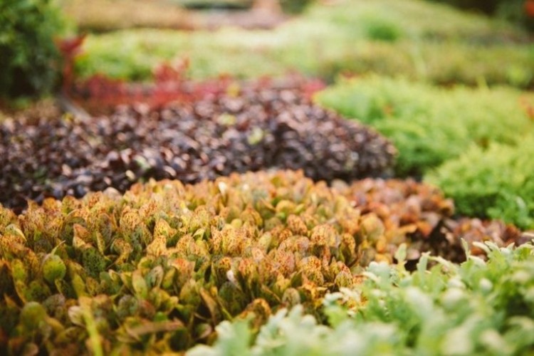 Buriny odoberajú rastlinám závlahovú vodu save-water-garden-dry-burina-remove-care