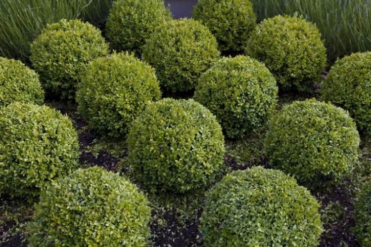 Krušpán sa ľahko ošetruje a vydrží dlho sucho vodou šetriace-záhradné-suché-box-strom-sférické tvary