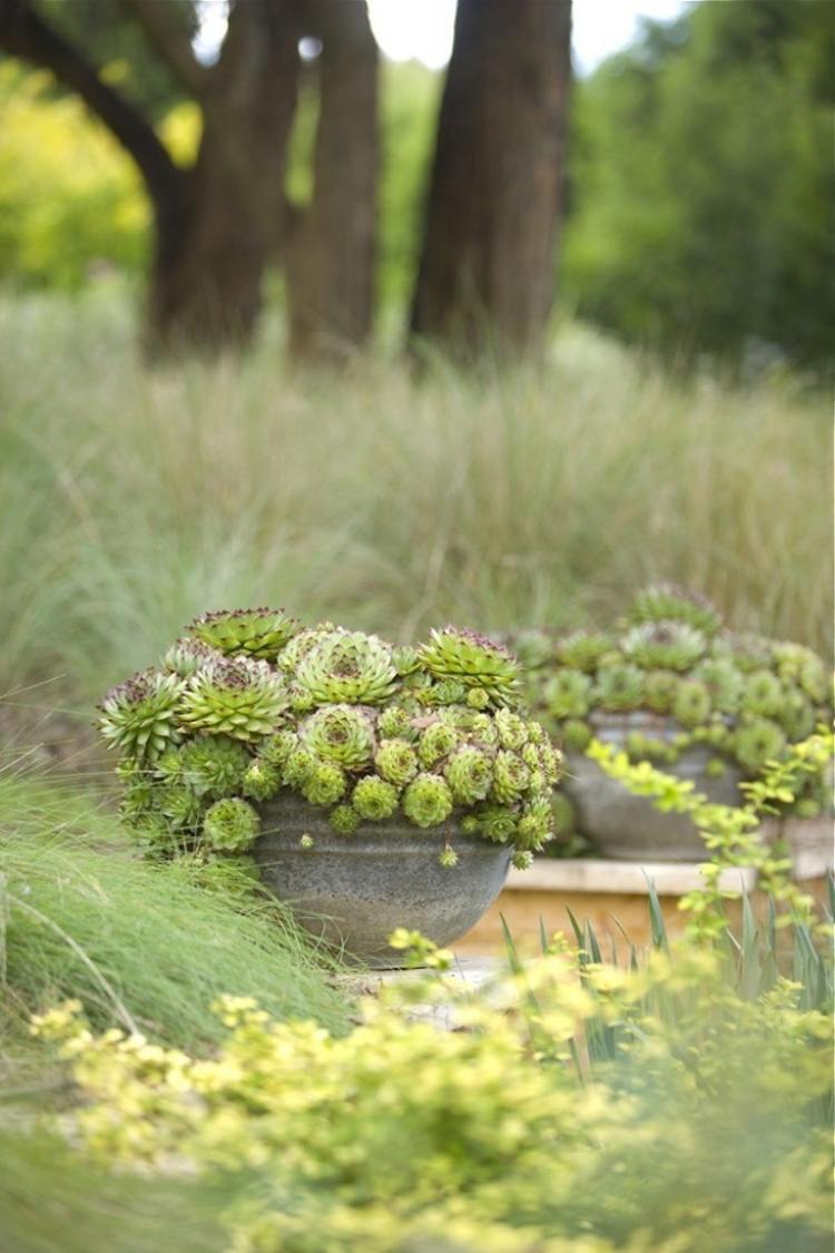 Sukulenty - rastliny na slnečné stanovištia vodou šetriaca záhrada-suchá-šťavnatá-izbovka-suchomilná-okrasná tráva