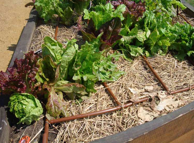 nadzemná kvapková závlaha v zeleninovej náplasti úsporný-záhradný-efektívny-zavlažovací-odkvapkávací-hadicový-zeleninový patch-slamový mulč