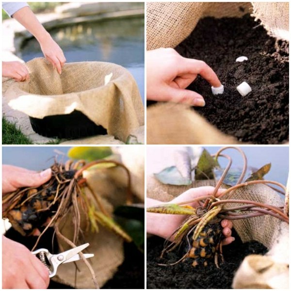 Záhradné jazierko vodná záhradná výsadba lekien Vodná záhradná jazierková vložka lekná
