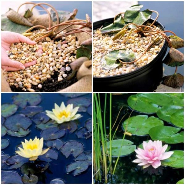 Fotografie návodu na výsadbu rybníka lekna Výsadba lekien v rybníku krok za krokom