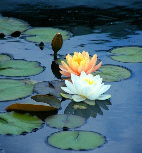 vytvára záhradu jazierka s bielym žltým leknom záhrada rybníka bieleho lekna