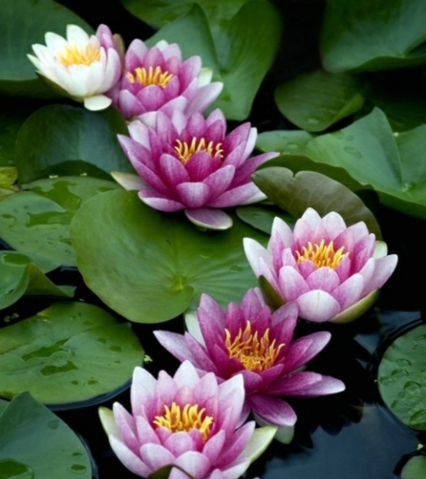 biele purpurové lekná vytvárajú nápady na dekoráciu balkóna biele purpurové lekná vytvárajú balkónové malé jazierko