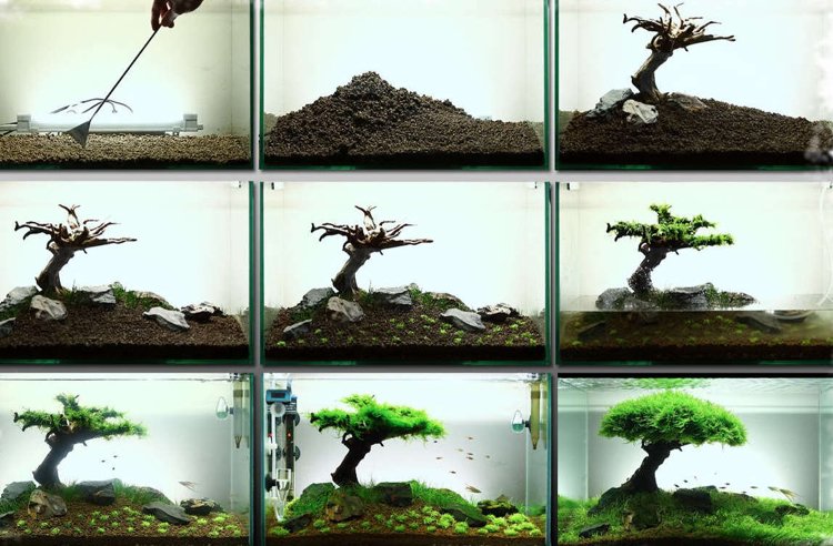 vodné rastliny-akvárium-Vesicularia-dubyana-jávsky mach