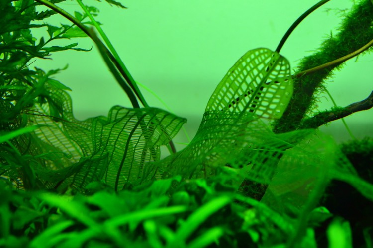 akvarijné rastliny-rastlina Aponogeton-madagascariensis-mreže
