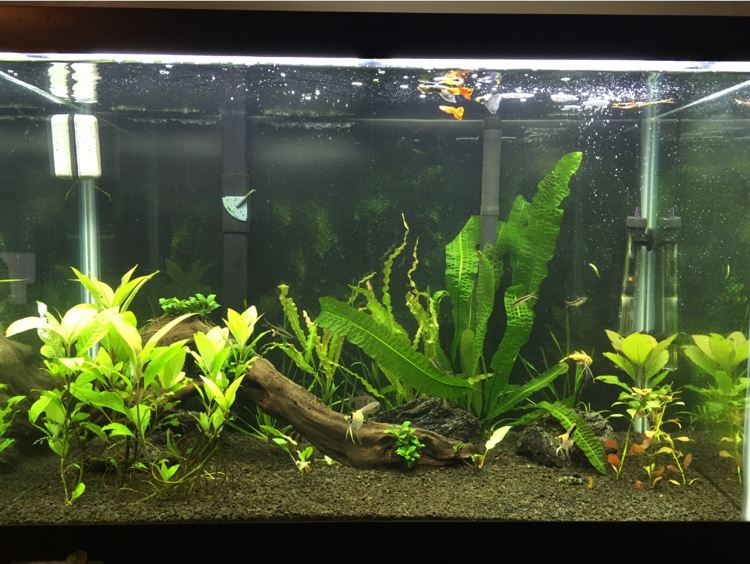 vodné akvárium-Aponogeton-boivinianus-Ludwigia-repens-Broadleaf-Hygrophila-corymbosa-Crypts-Anubias-Nana-Petite-Aponogeton-Crispus