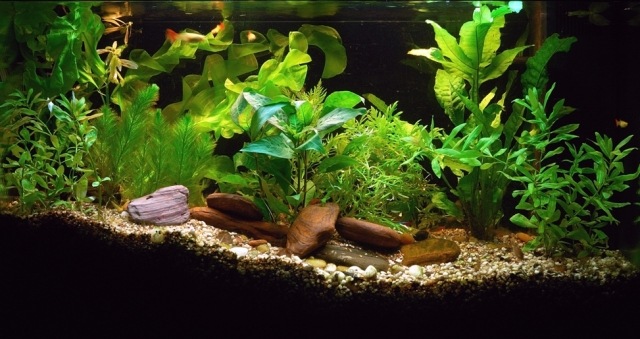 malé-veľké-kamene-rastliny-aqua-zelené