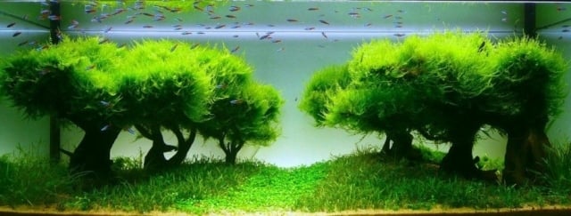 priezračná voda-stromy-tvarované-rastliny-malé-ryby