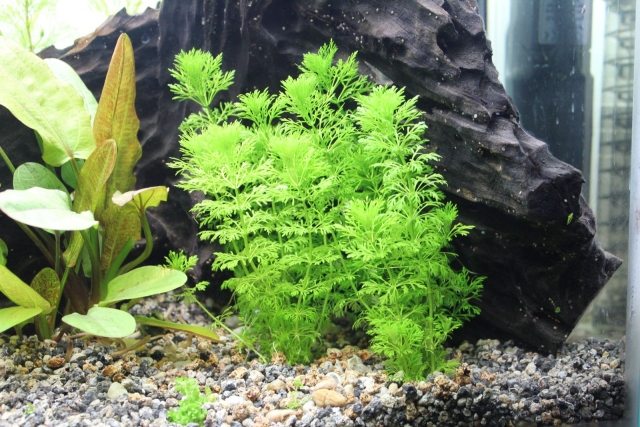 dva druhy-aqua-zelená-veľké-malé-kamene