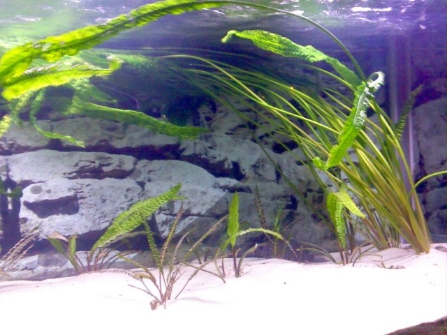 Cryptocoryne- aponogetifolia-vodné rastliny-aqua-piesok