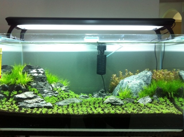 podmorské pole-kamene-zelené-rastliny