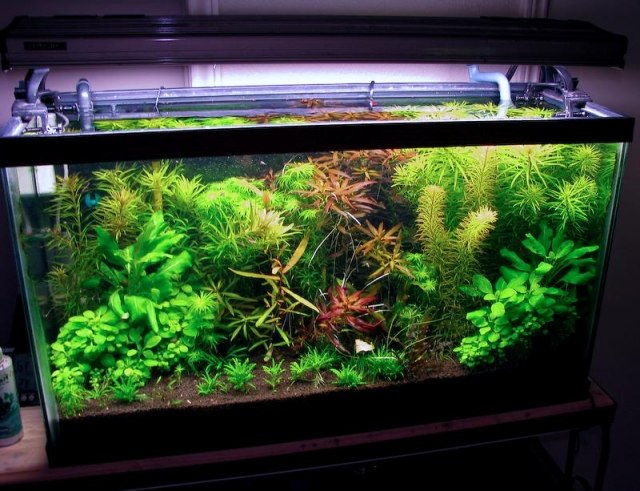 niekoľko-druhov-sladkých-vodných-rastlín