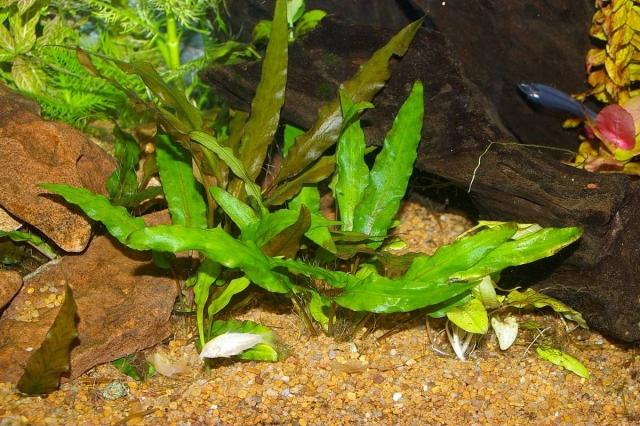 druhy-vodné-rastliny-akvárium