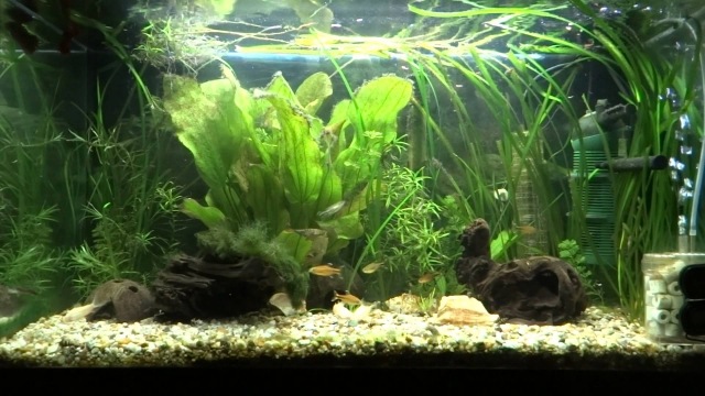 aqua-tvar-čierne-kamene-rastliny