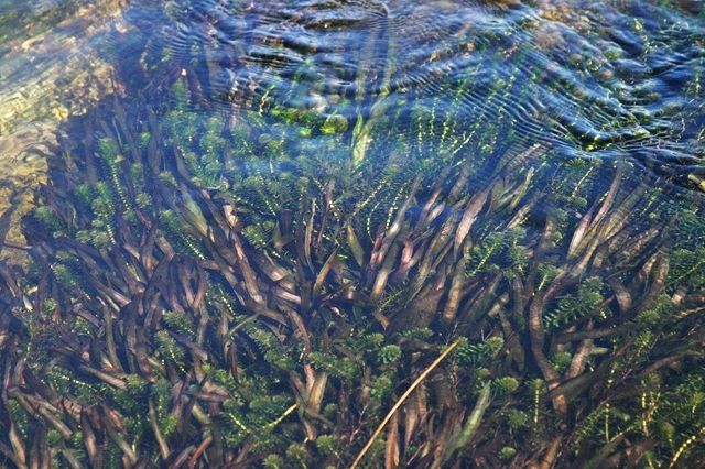 Záhradné rastliny podvodné rastliny hĺbková zónová filtrácia vody Záhradné rastliny podvodné rastliny pod hladinou vody