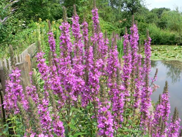 Lythrum salicaria-fialové voľne žijúce rastliny-pre vodnú záhradu Lythrum salicaria - fialové voľne žijúce rastliny - do vlhkých záhrad