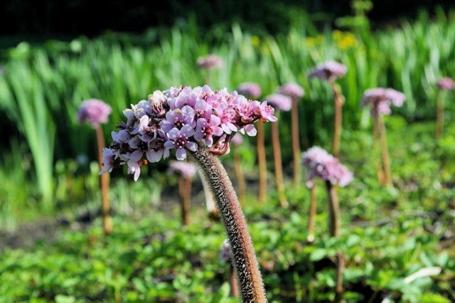 Tipy na vodné záhrady-rastliny Peltiphyllum-peltatum Darmera peltata-Schildblatt Tipy na vodné záhrady-druhy rastlín Darmera peltata-štítový list