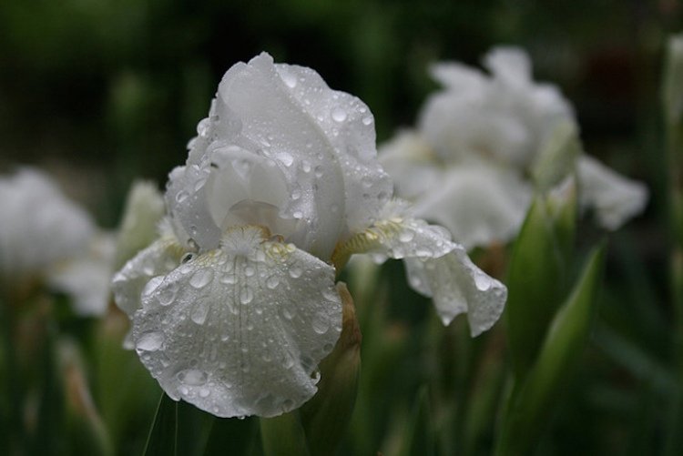 Rastliny pre záhradu-biela-strieborná-schwetlilie-hybrid-druhu-kvetina-iris-hi-lo