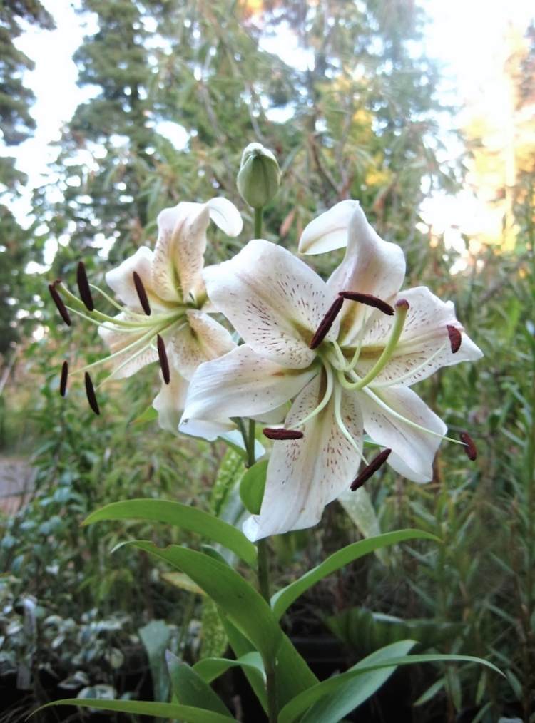 Rastliny pre záhradu-biela-strieborná-kvetina-Lilium-sibírska-strieborná-Šeherezáda