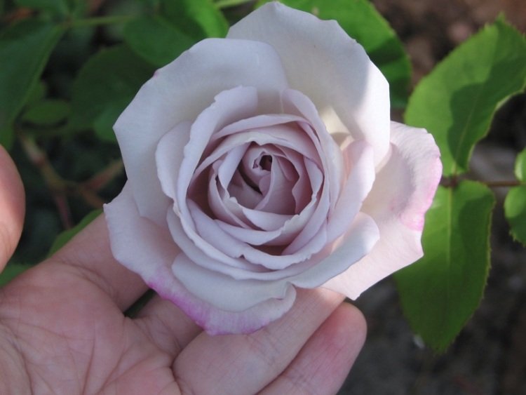 rastliny-záhrada-biela-strieborná-hybridný čaj-výnimočná-farba-strieborné-tiene-ruže