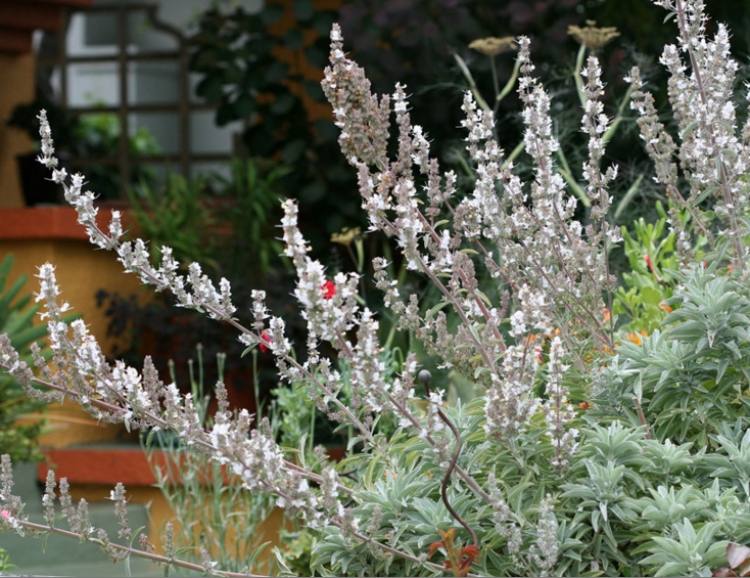 rastliny-záhrada-biela-strieborná-vždyzelená-ker-kvety-biela-šalvia