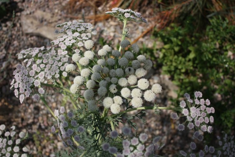 rastliny-záhrada-biela-strieborná-sivá-horská-fenikel-ker-skaly-Seseli-gummiferum