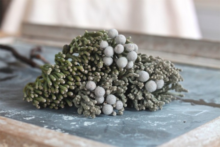 rastliny-záhrada-biela-strieborná-ker-vytrvalé-kvety-výnimočné-Silver-Brunia