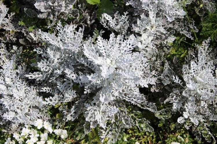 Rastliny pre záhradu -bielo-strieborné-vytrvalé-postele-dizajn-typy-odrody