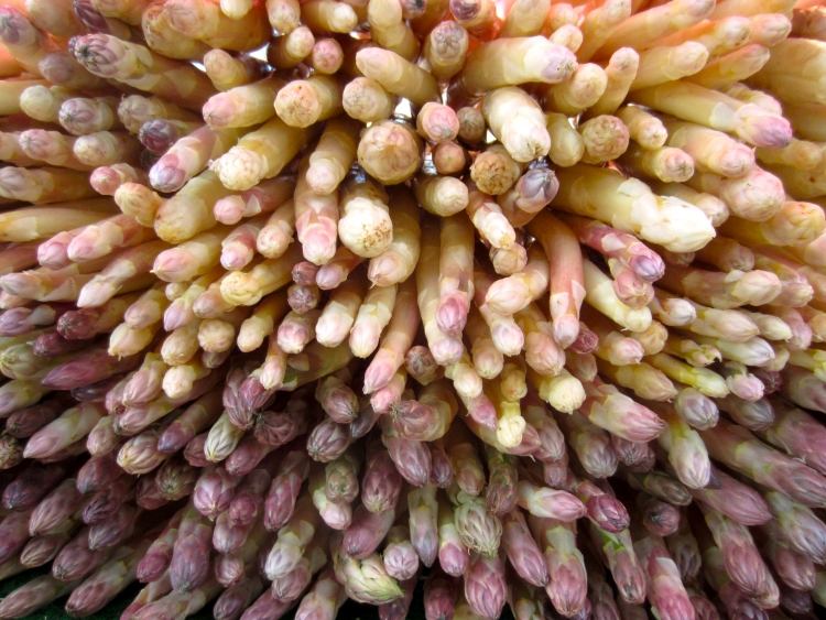 Biela špargľa vďaka svetlu vyžaruje pestovanie-špargľa-biele-fialové-tipy-krásne-rastliny-pestovanie