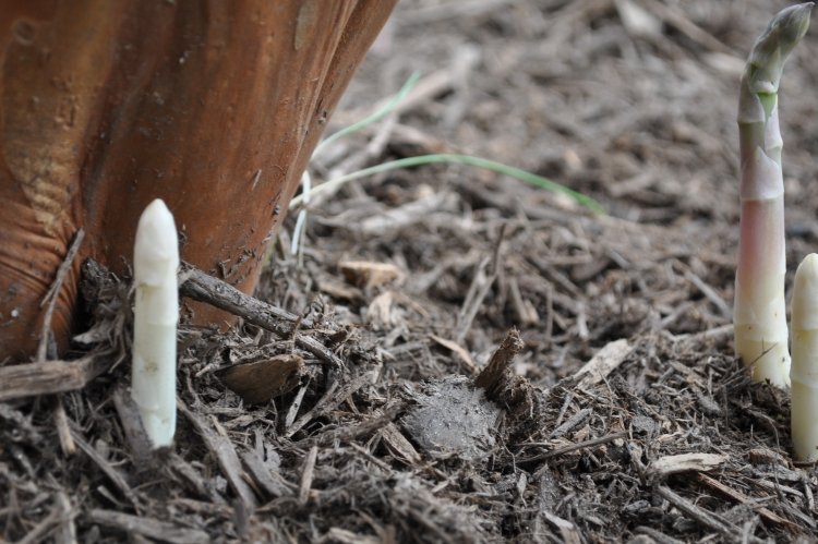 Špargľa najskôr zbelie špargľa-pestovanie-bielej-zeme-vyjdenie-zber-špargľa-čas