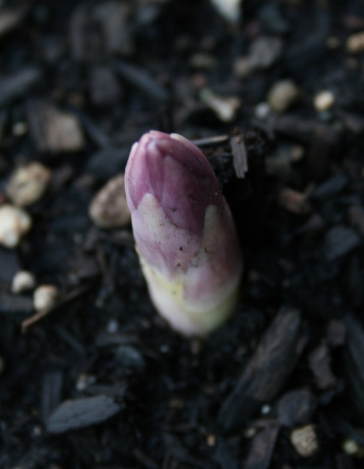 Biela špargľa sa zmení na purpurovú a neskôr na zelenú špargľa-pestujúca-pôda-pestujúca-mladá-rastlina-malá-záhrada-sama