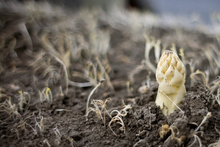 mladá rastlina preráža zem špargľa-rastúca-rastúca-biela-zem-malá-mladá-rastlina-koreňová-pôda